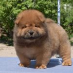 Teo Chow-Chow