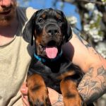 Diva Dobermann