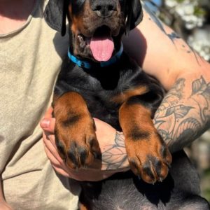 Tagas Dobermann