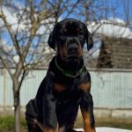 Tefida Dobermann