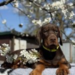 Tantra-female-dobermann-puppy-for-sale-1