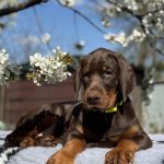 Tantra-female-dobermann-puppy-for-sale-2