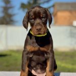 Tefida Dobermann