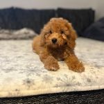 Teddy-male-goldendoodle-puppy-for-sale- (1)