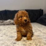 Teddy-male-goldendoodle-puppy-for-sale- (10)