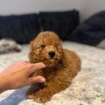 Teddy-male-goldendoodle-puppy-for-sale- (11)