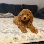Teddy-male-goldendoodle-puppy-for-sale- (2)