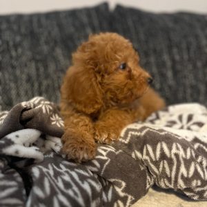 Teddy Goldendoodle