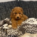 Teddy-male-goldendoodle-puppy-for-sale- (5)