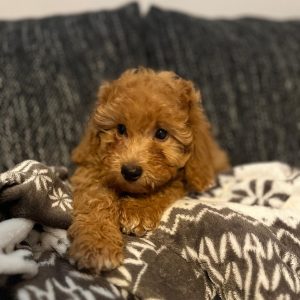 Teddy