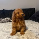 Teddy-male-goldendoodle-puppy-for-sale- (7)
