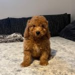 Teddy-male-goldendoodle-puppy-for-sale- (8)