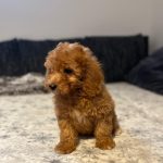 Teddy-male-goldendoodle-puppy-for-sale- (9)