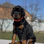 Tefida-female-dobermann-puppy-for-sale-1