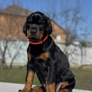 Tefida Dobermann