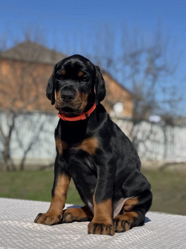 Tefida Dobermann