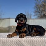 Tefida-female-dobermann-puppy-for-sale-2