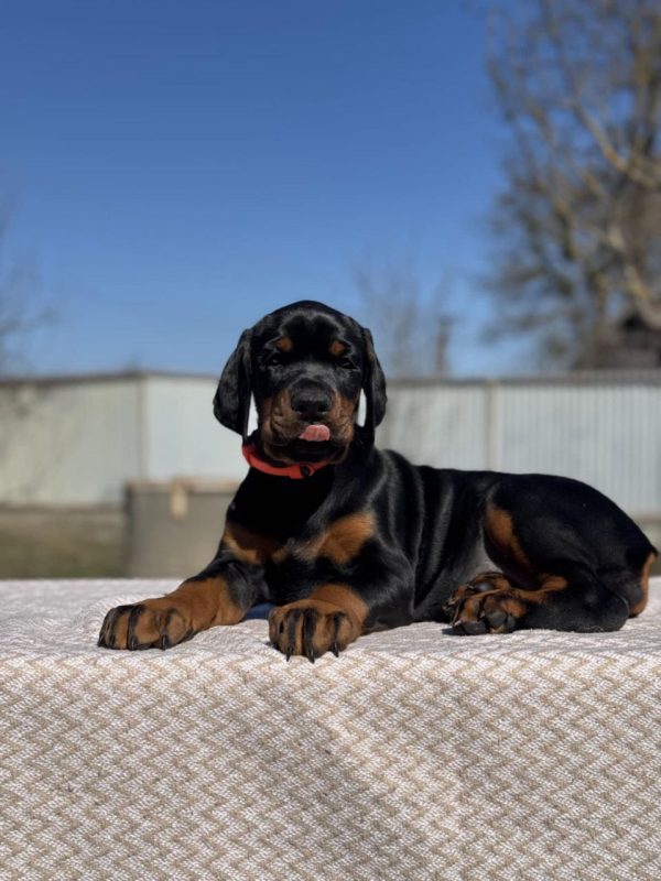 Tefida Dobermann
