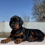 Tefida-female-dobermann-puppy-for-sale-3