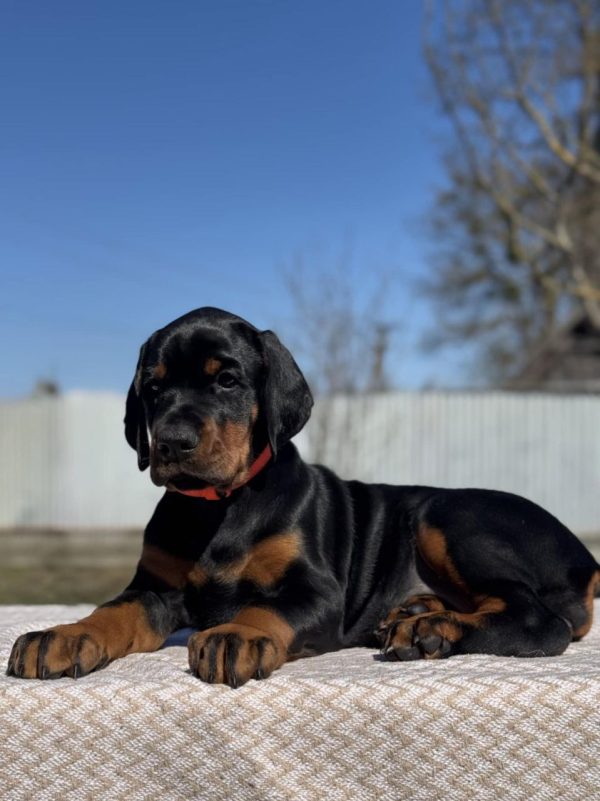 Tefida Dobermann