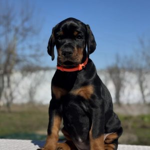 Tefida Dobermann
