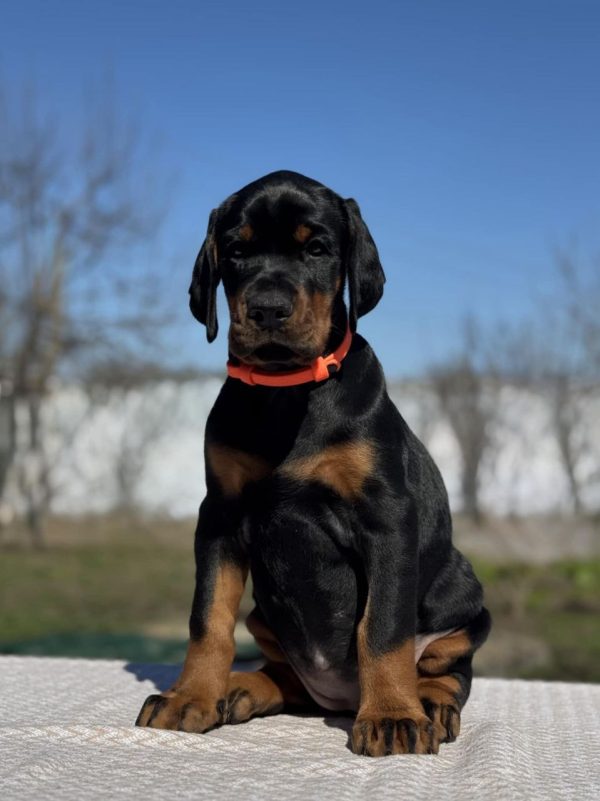Tefida Dobermann