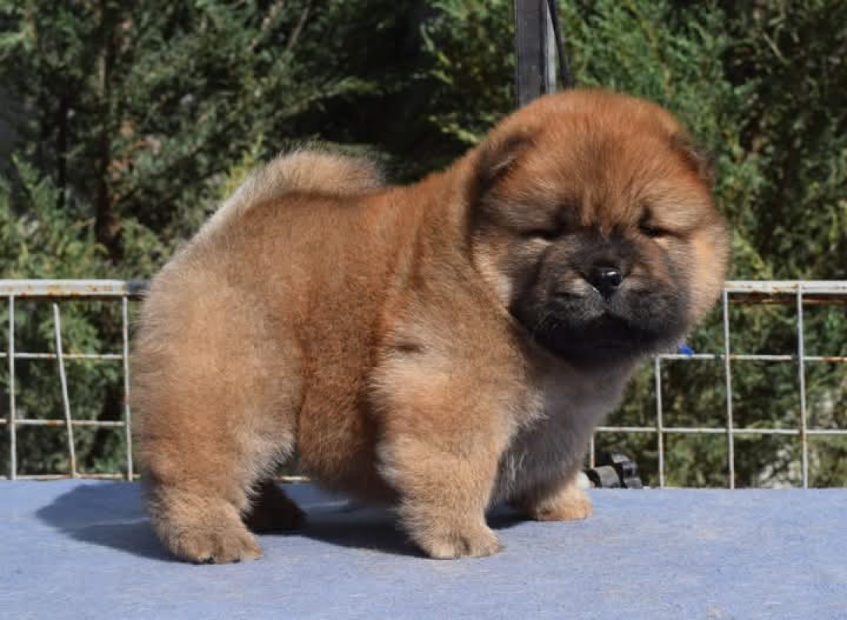 Chow Mix Chow Chow As Pets Chow Mix Miniature Chow Chow For Sale