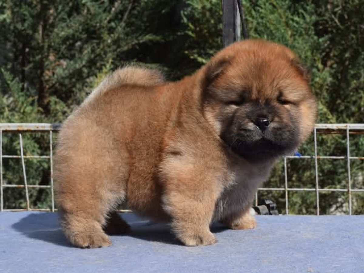 Chow Chow Biggest Japanese Dog Biggest Chow Chow Chow Full Grown