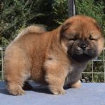 Teo-male-chow-chow-puppy-for-sale-1 (1)