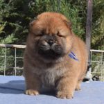 Teo-male-chow-chow-puppy-for-sale-1 (2)