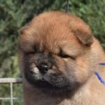 Teo-male-chow-chow-puppy-for-sale-1 (3)