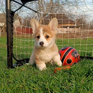 Tita Welsh Corgi