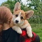 Tita-female-Welsh-Corgi-puppy-for-sale-2