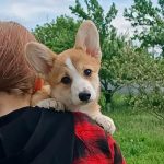 Foxy Welsh Corgi