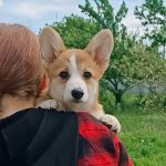 Tita-female-Welsh-Corgi-puppy-for-sale-4