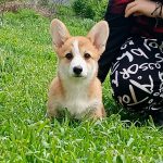 Tita-female-Welsh-Corgi-puppy-for-sale-5