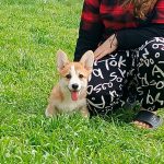 Tita-female-Welsh-Corgi-puppy-for-sale-6