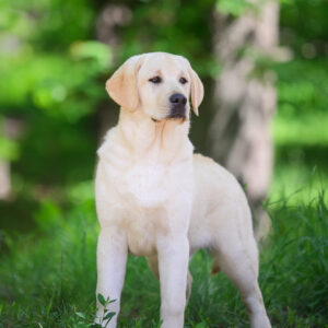 Tobi