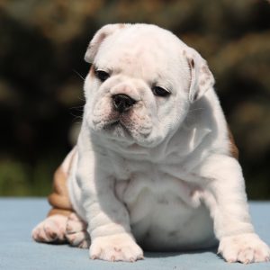 Trixie English Bulldog