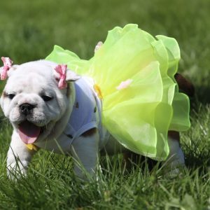 Trixie