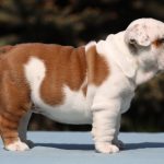 Trixie-female-english-bulldog-puppy-for-sale-1 (3)