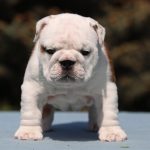 Trixie-female-english-bulldog-puppy-for-sale-1 (4)