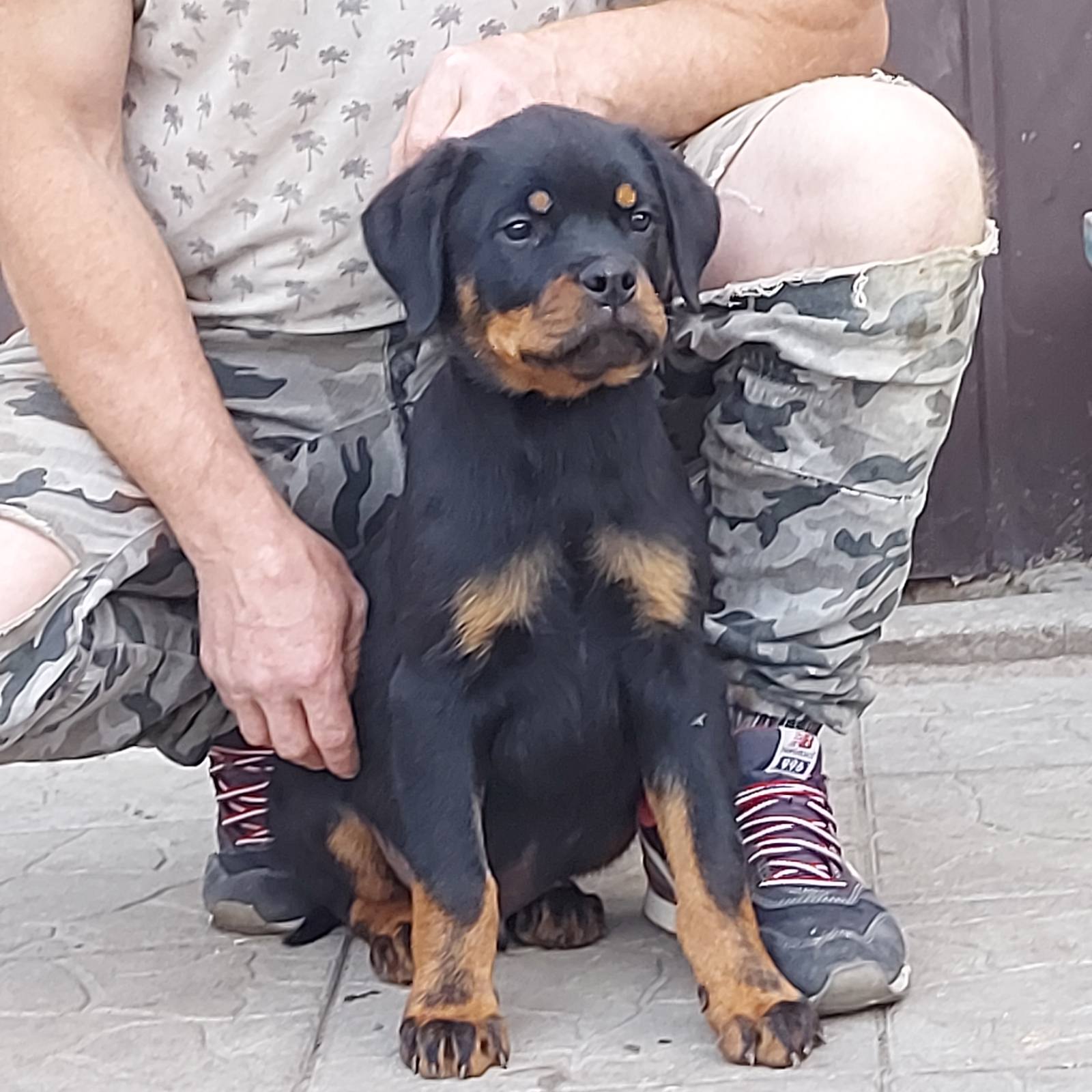 Purebred Rottweiler Full Blooded Rottweiler Puppies For Sale Cheap