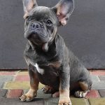 Vens-male-French-bulldog-puppy-for-sale-1