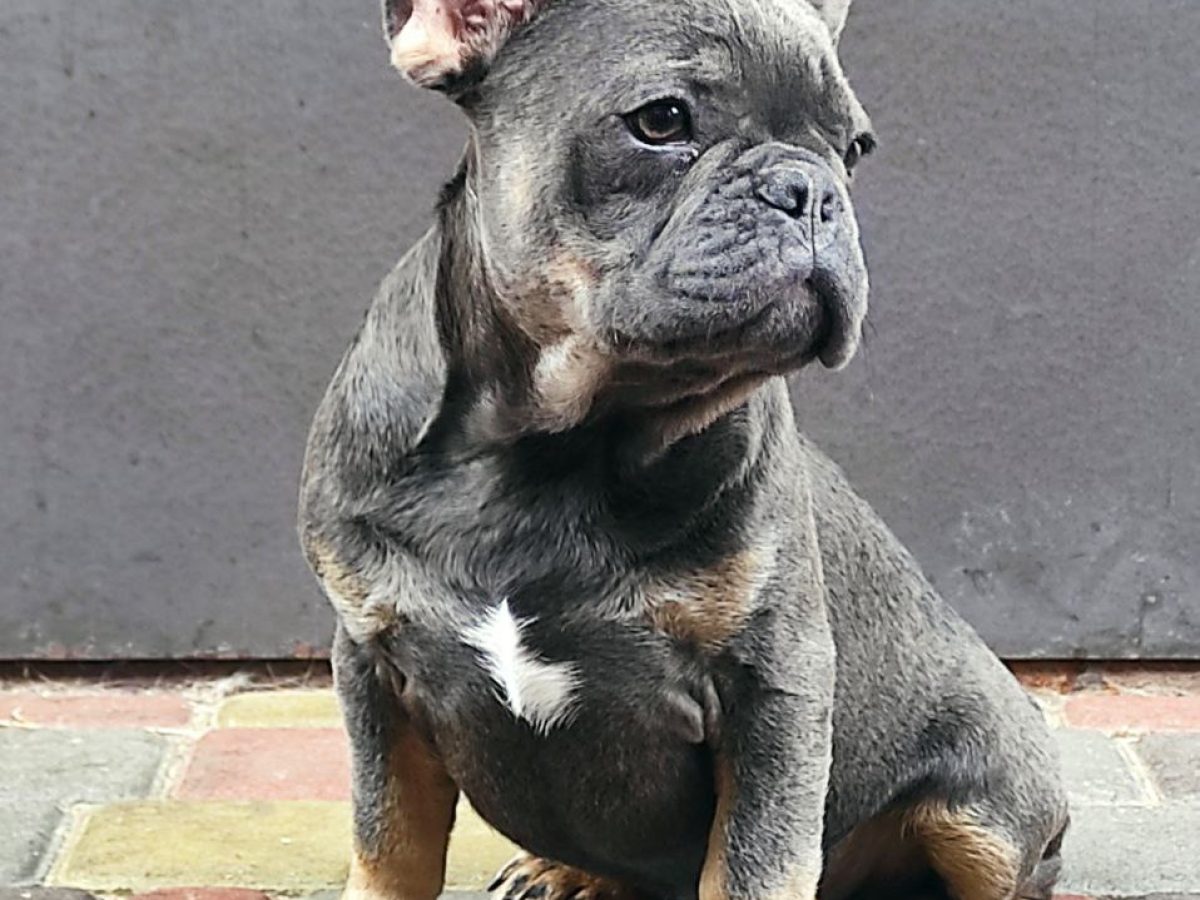 Bulldog Breeders Blue Tan French Bulldog Puppy French Bulldog