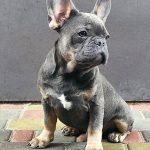 Verba French Bulldog
