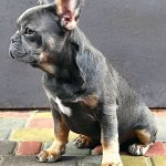 Vens-male-French-bulldog-puppy-for-sale-3