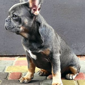 Vens French Bulldog
