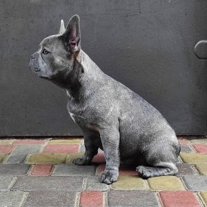 Verba French Bulldog