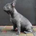 Verba-female-French-bulldog-puppy-for-sale-2